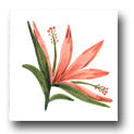 Ceramic Tile Trends - Aloha / Crema Background