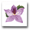 Ceramic Tile Trends - Aloha / Crema Background