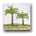 Ceramic Tile Trends - Bahamas / Palm Trees