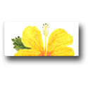 Ceramic Tile Trends - Aloha Border / Crema Background