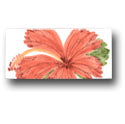 Ceramic Tile Trends - Aloha Border / White Background