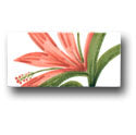 Ceramic Tile Trends - Aloha Border / Crema Background