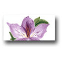 Ceramic Tile Trends - Aloha Border / Crema Background