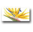 Ceramic Tile Trends - Aloha Border / Crema Background