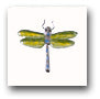 Ceramic Tile Trends - Critters / Dragonflies