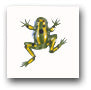 Ceramic Tile Trends - Critters / Frogs (Striped)