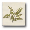 Ceramic Tile Trends - Greenery
