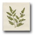 Ceramic Tile Trends - Greenery
