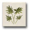 Ceramic Tile Trends - Greenery