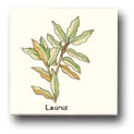 Ceramic Tile Trends - Herbs - Matte Crema Background