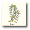 Ceramic Tile Trends - Herbs - Matte Crema Background