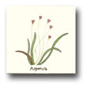 Ceramic Tile Trends - Herbs - Matte Crema Background