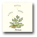 Ceramic Tile Trends - Herbs - Matte Crema Background