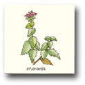 Ceramic Tile Trends - Herbs - Matte Crema Background