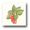 Ceramic Tile Trends - Harvest / White Background