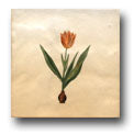 Ceramic Tile Trends - Spring Flowers