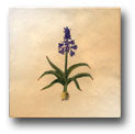 Ceramic Tile Trends - Spring Flowers