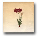 Ceramic Tile Trends - Spring Flowers