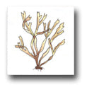Ceramic Tile Trends - Seaworld