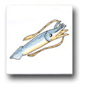 Ceramic Tile Trends - Seaworld
