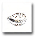 Ceramic Tile Trends - Seaworld