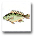 Ceramic Tile Trends - Seaworld