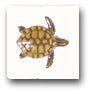 Ceramic Tile Trends - Critters / Turtles