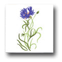 Ceramic Tile Trends - Wildflowers / White Background