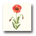 Ceramic Tile Trends - Wildflowers / Matte Crema Background