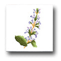 Ceramic Tile Trends - Wildflowers / White Background