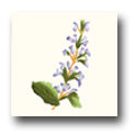 Ceramic Tile Trends - Wildflowers / Matte Crema Background