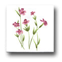 Ceramic Tile Trends - Wildflowers / White Background
