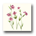 Ceramic Tile Trends - Wildflowers / Matte Crema Background