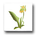 Ceramic Tile Trends - Wildflowers / White Background