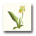 Ceramic Tile Trends - Wildflowers / Matte Crema Background