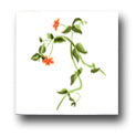 Ceramic Tile Trends - Wildflowers / White Background