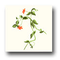 Ceramic Tile Trends - Wildflowers / Matte Crema Background