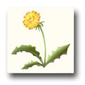 Ceramic Tile Trends - Wildflowers / Matte Crema Background