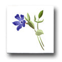 Ceramic Tile Trends - Wildflowers / White Background