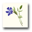 Ceramic Tile Trends - Wildflowers / Matte Crema Background
