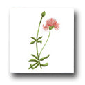 Ceramic Tile Trends - Wildflowers / White Background