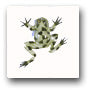 Ceramic Tile Trends - Critters / Frogs (Dots)
