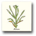 Ceramic Tile Trends - Herbs - Matte Crema Background