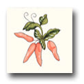 Ceramic Tile Trends - Harvest  / White Background