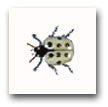 Ceramic Tile Trends - Critters / Ladybugs / Green