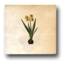 Ceramic Tile Trends - Spring Flowers