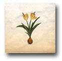 Ceramic Tile Trends - Spring Flowers