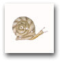 Ceramic Tile Trends - Critters / Snails