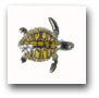 Ceramic Tile Trends - Critters / Turtles