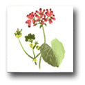 Ceramic Tile Trends - Wildflowers / White Background